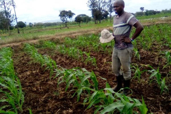 merkiori-pasian-in-his-maize-farm-applied-organic-manure-min7AE2752E-496C-C2A7-590D-0EFAEF525D59.jpg